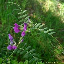 Attēlu rezultāti vaicājumam “Vicia angustifolia leaf”