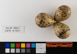 Attēlu rezultāti vaicājumam “Gallinago gallinago eggs”