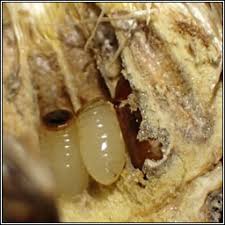 Attēlu rezultāti vaicājumam “Urophora jaceana”