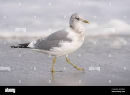 Attēlu rezultāti vaicājumam “Larus canus adult”