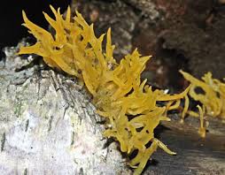 Attēlu rezultāti vaicājumam “Calocera viscosa”