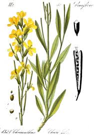 Image result for Cheiranthus cheiri