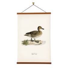 Attēlu rezultāti vaicājumam “Anas acuta”