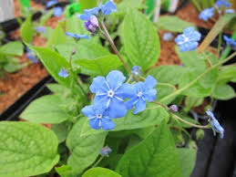 Image result for Omphalodes verna