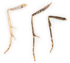 Attēlu rezultāti vaicājumam “Eupithecia linariata”