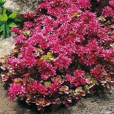 Image result for Mauerpfeffer