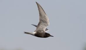 Attēlu rezultāti vaicājumam “Chlidonias niger eggs”