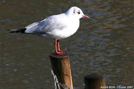 Attēlu rezultāti vaicājumam “Larus ridibundus”