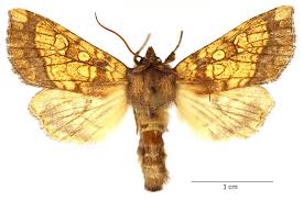 Attēlu rezultāti vaicājumam “Gortyna flavago”