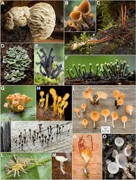 Attēlu rezultāti vaicājumam “Ascomycota”