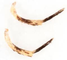 Attēlu rezultāti vaicājumam “Denisia similella”