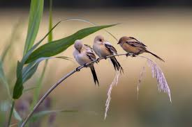 Attēlu rezultāti vaicājumam “Panurus biarmicus female”