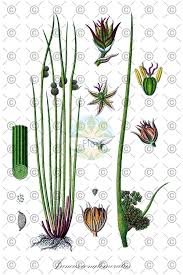 Attēlu rezultāti vaicājumam “Juncus conglomeratus”