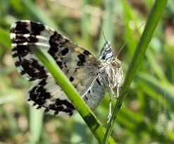 Attēlu rezultāti vaicājumam “Epirrhoe tristata imago”