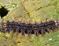 Attēlu rezultāti vaicājumam “Eilema griseola larva”