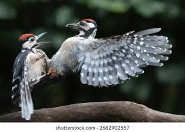 Attēlu rezultāti vaicājumam “Dendrocopos major juvenile”