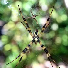 Image result for st andrews cross spider