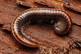 Attēlu rezultāti vaicājumam “Ommatoiulus sabulosus aimatopodus”