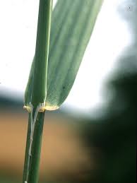 Attēlu rezultāti vaicājumam “Phalaroides arundinacea fruit”