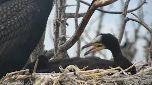 Attēlu rezultāti vaicājumam “Phalacrocorax carbo nest”
