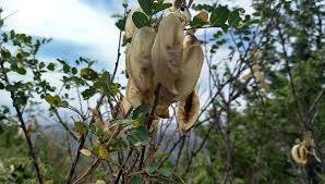 Image result for Colutea x media (arborescens x orientalis)