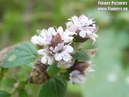Attēlu rezultāti vaicājumam “Origanum vulgare bud”