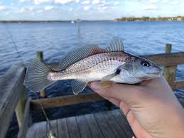 Image result for Micropogonias undulatus