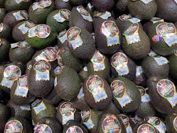 「アボカド大臣」の画像検索結果