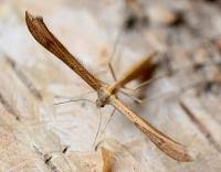 Attēlu rezultāti vaicājumam “Stenoptilia pterodactyla”