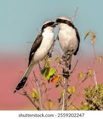 Attēlu rezultāti vaicājumam “Laniidae”