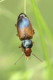 Attēlu rezultāti vaicājumam “Diachromus germanus”