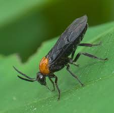 Attēlu rezultāti vaicājumam “Argidae”