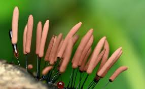 Attēlu rezultāti vaicājumam “Stemonitopsis subcaespitosa”