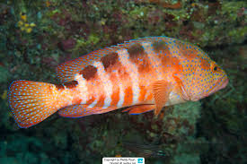 Image result for Epinephelus andersoni