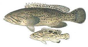 Image result for Pachymetopon grande