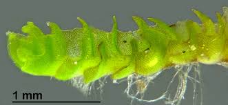 Attēlu rezultāti vaicājumam “Lophozia ventricosa”