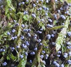 Attēlu rezultāti vaicājumam “Physarum album spores”