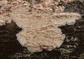 Attēlu rezultāti vaicājumam “Phlebia serialis”