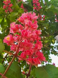 Attēlu rezultāti vaicājumam “Aesculus x hybrida flower”