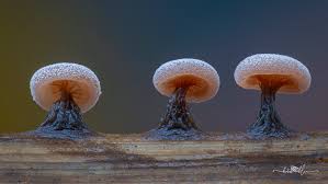 Attēlu rezultāti vaicājumam “Physarum gravidum macro”