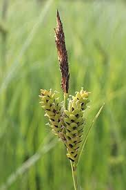 Attēlu rezultāti vaicājumam “Carex cespitosa flower”