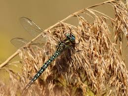 Attēlu rezultāti vaicājumam “Brachytron pratense”