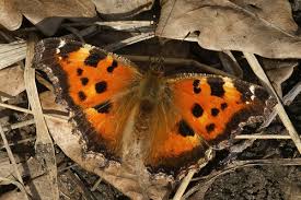 Attēlu rezultāti vaicājumam “Nymphalis xanthomelas underside”