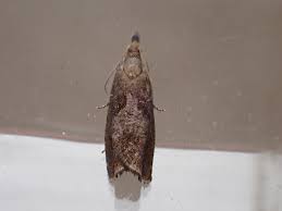 Attēlu rezultāti vaicājumam “Dichrorampha simpliciana”