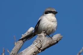 Attēlu rezultāti vaicājumam “Laniidae”