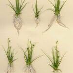 Attēlu rezultāti vaicājumam “Subularia aquatica leaf”