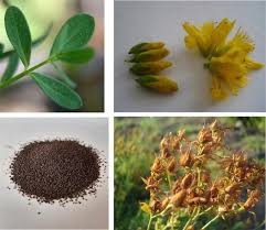 Attēlu rezultāti vaicājumam “Hypericum perforatum bud”