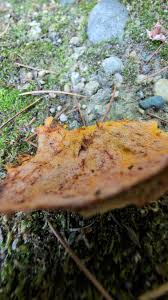 Attēlu rezultāti vaicājumam “Fuligo leviderma”