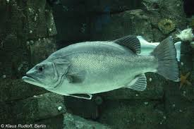 Image result for Polyprion americanus