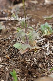 Attēlu rezultāti vaicājumam “Draba nemorosa fruit”